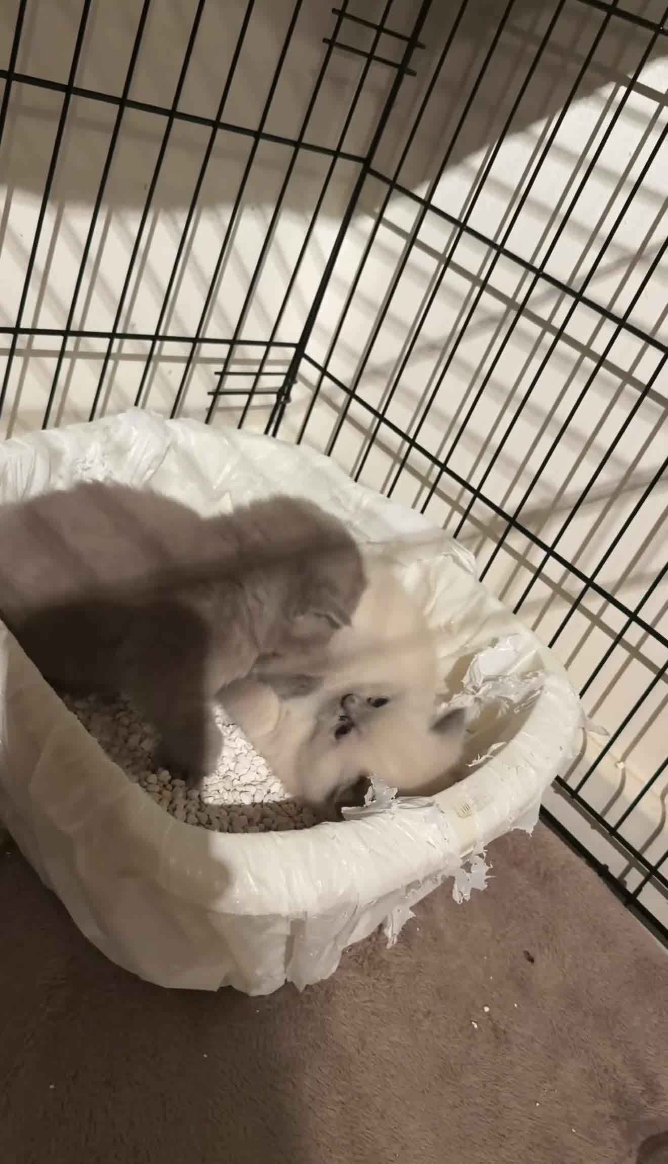 British Shorthair cats for sale: British Shorthair Kittens🐻 - Video 1