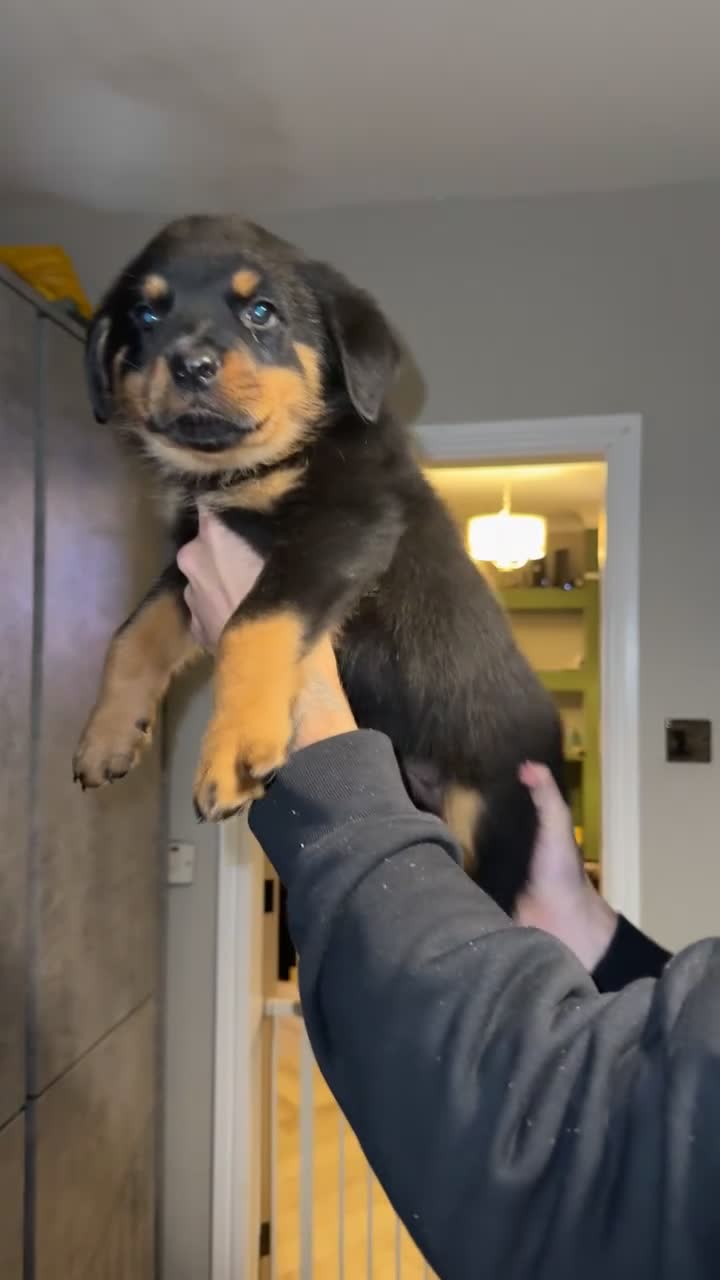 Rottweiler dogs for sale: champion bloodline full German pedigree pups  - Video 1