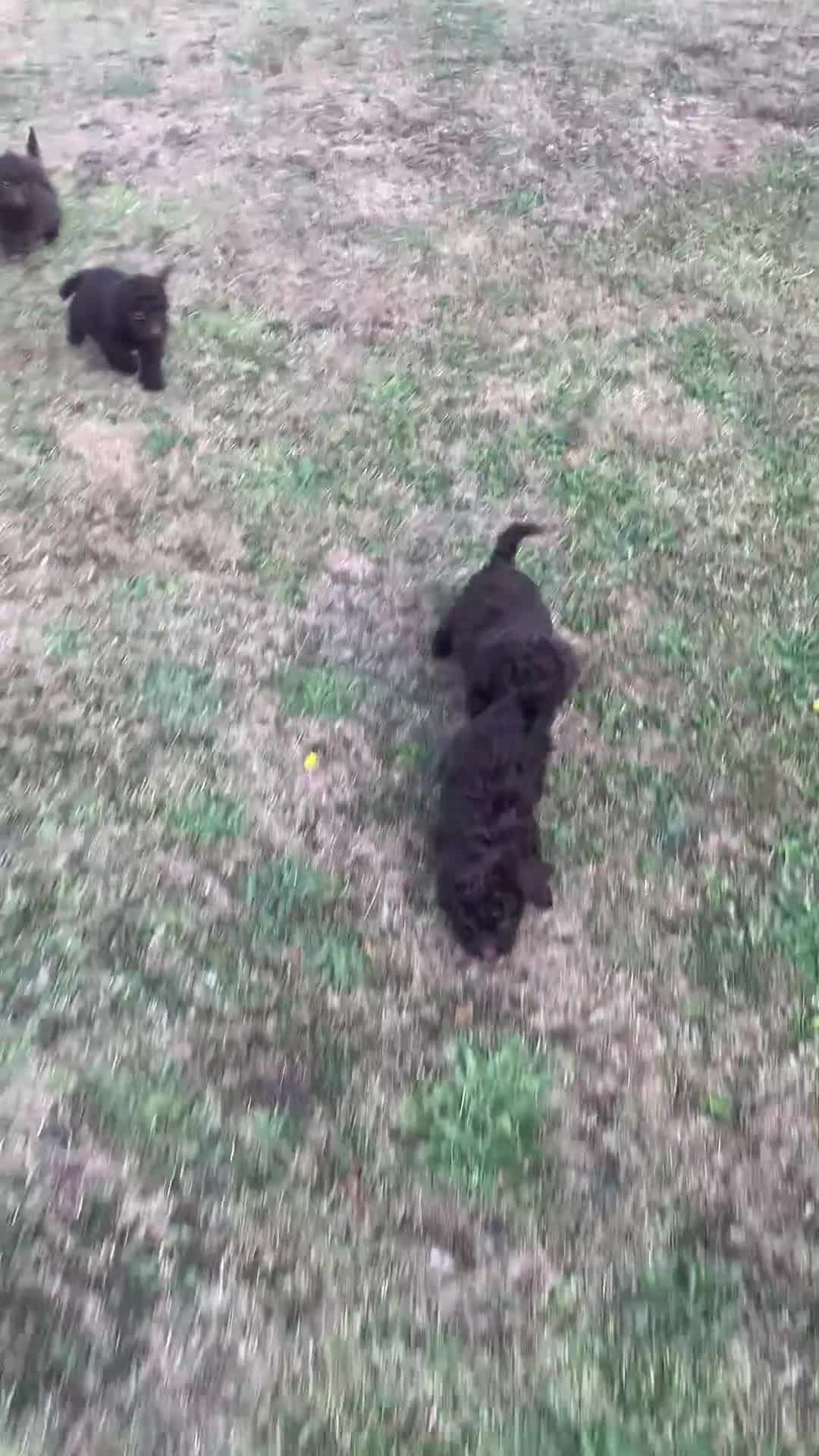 Cockapoo dogs for sale: Stunning F1B Cockapoo puppies  - Video 1