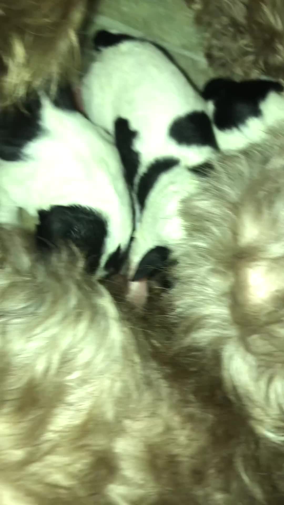 Jack Russell dogs for stud: Jack Russell For Stud - Video 1
