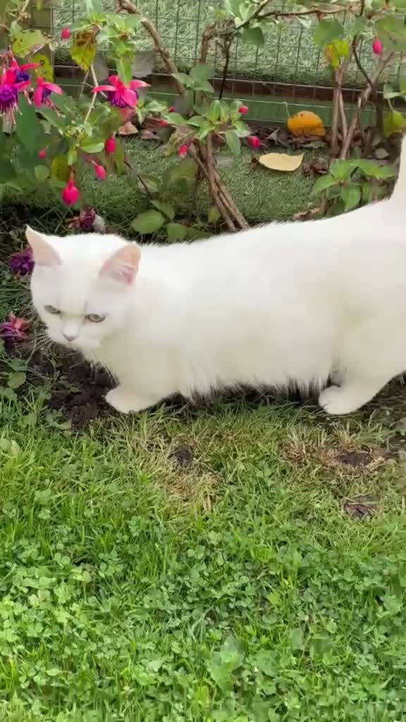 Munchkin cats for sale: 😻❤️ Marshmallow “Baby” ❤️🥰 - Video 2