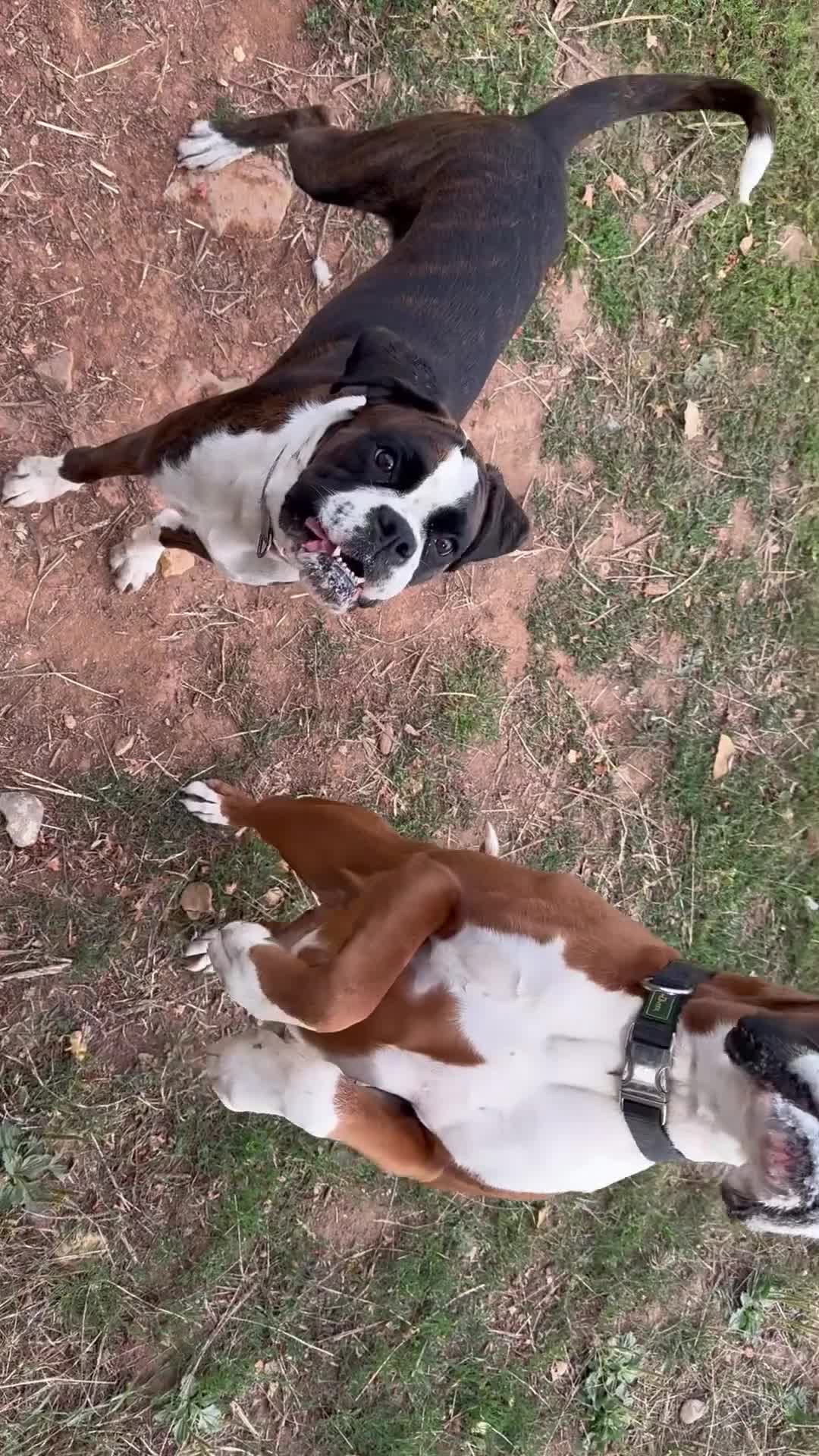 Boxer dogs for sale: KC Reg Flashy Dark Brindle Boxer Bitch (Spayed) - Video 1