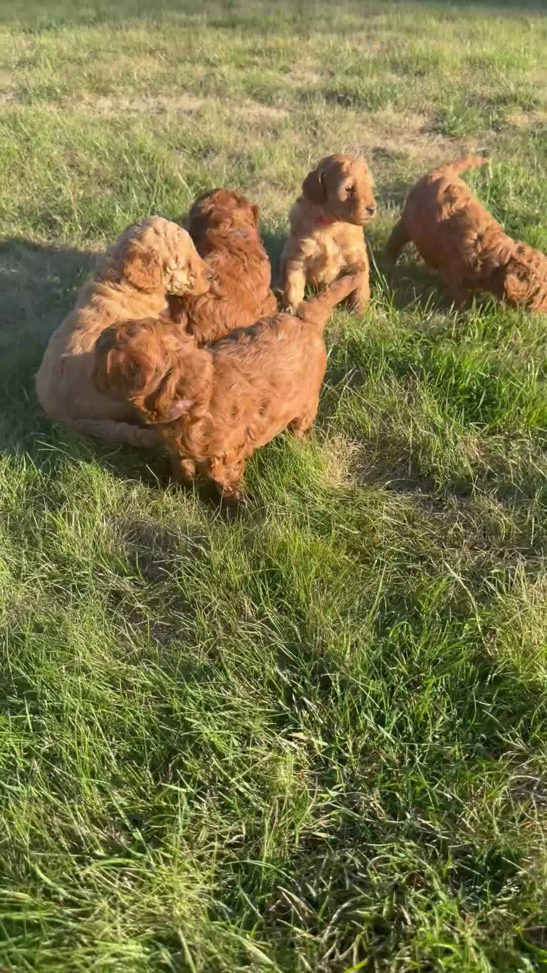 Miniature Poodle dogs for sale:  🐾 KC Registered Miniature Poodles-Red&Apricot 🐾 - Video 1