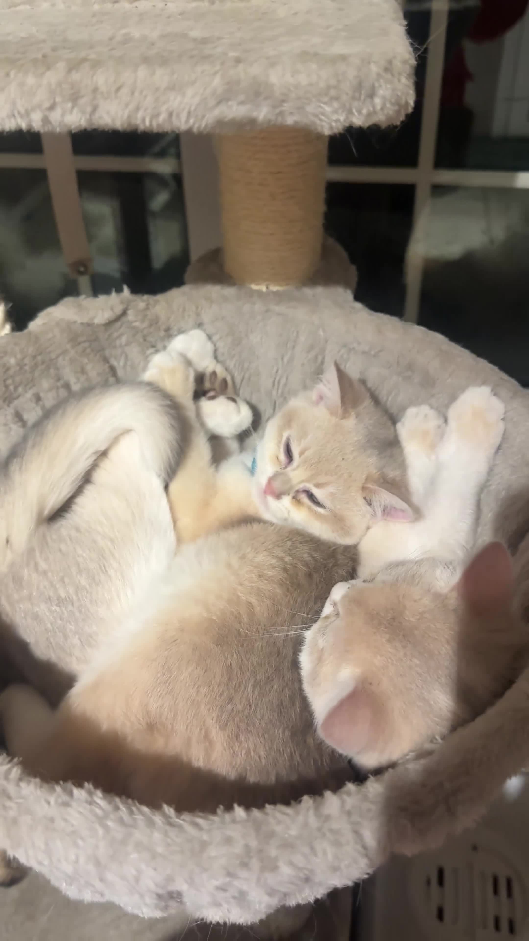 British Shorthair cats for sale: ⭐️Golden and Blue Golden Chinchilla kittens⭐️ - Video 4