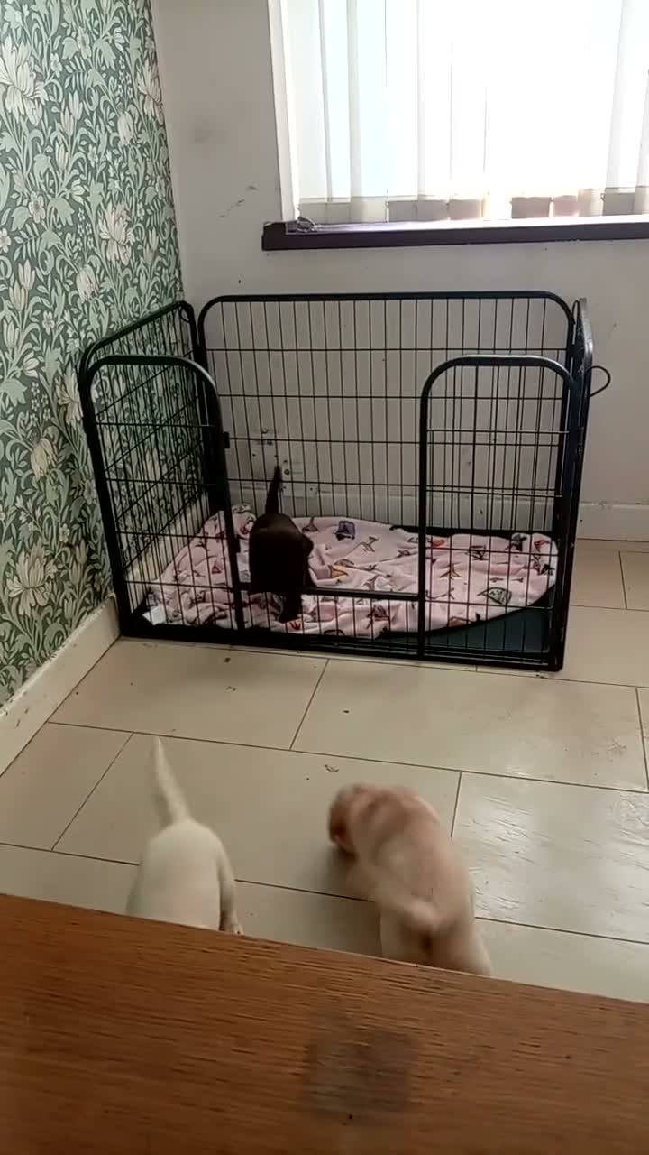 Labrador Retriever dogs for sale: 6 stunning female labrador puppies - Video 2