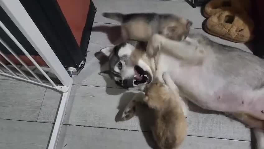 Siberian Husky dogs for sale: Beautiful Siberian husky Pups, Rare Eye Colour - Video 2