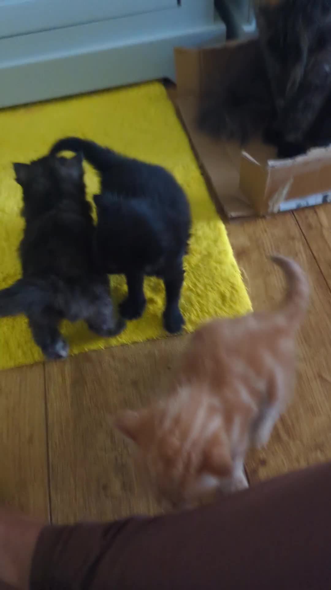 Mixed Breed cats for sale: wonderful Kittens  - Video 1