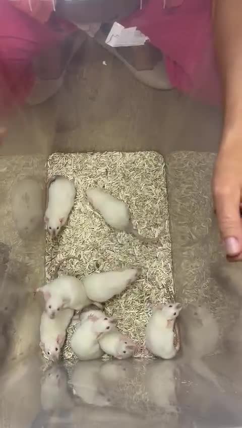 Rat rodents for sale: Baby and young rats ready now. Sheffield - Video 2