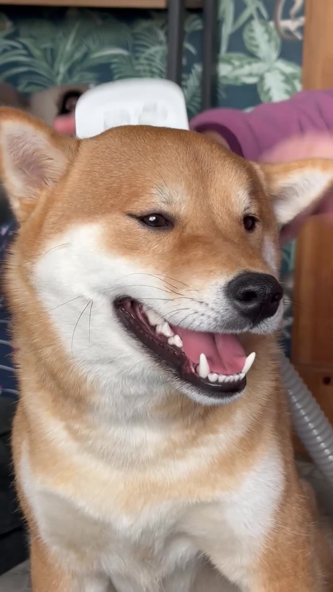 Japanese Shiba Inu dogs for sale: Dexter the Shiba Inu  - Video 4