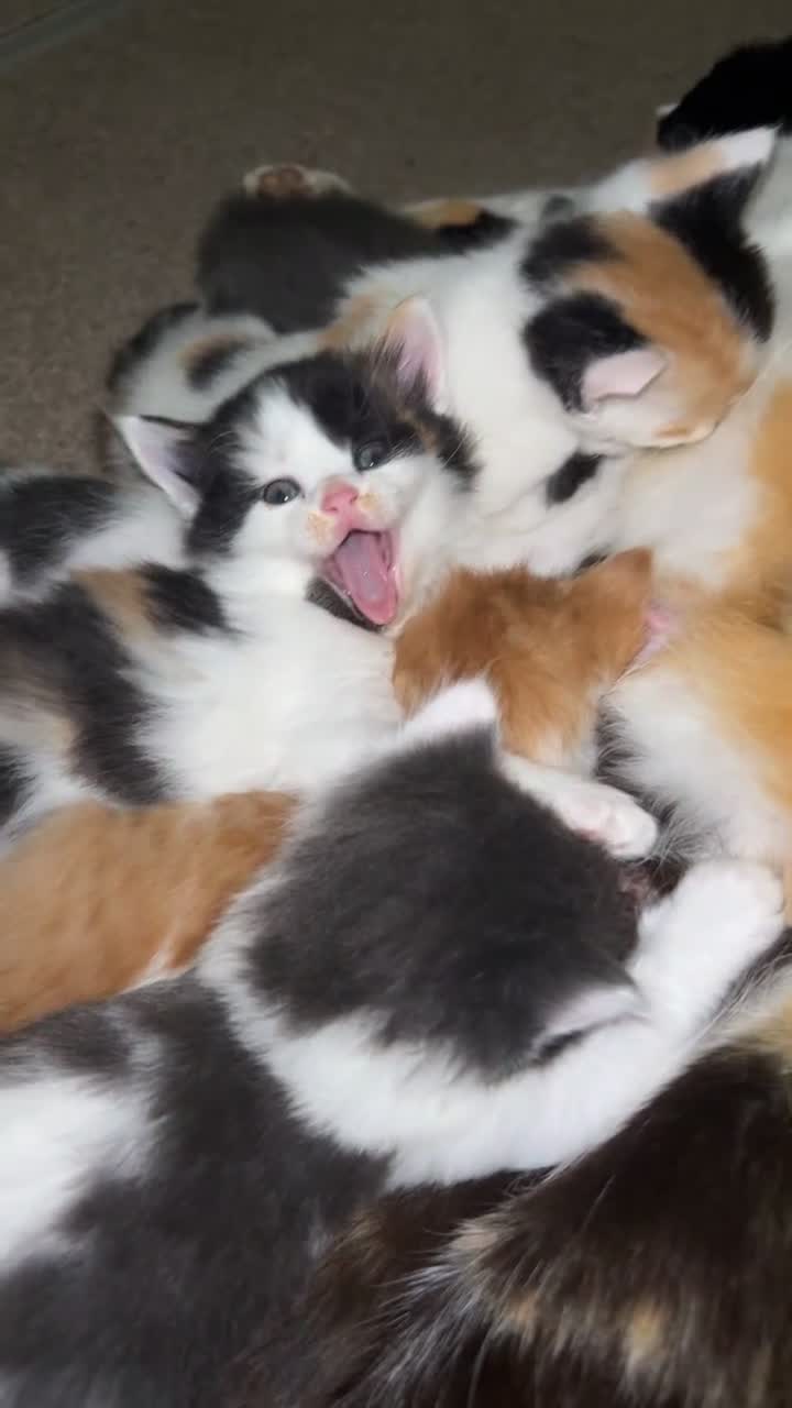 Mixed Breed cats for sale: Stunning mixed litter of kittens - Video 1
