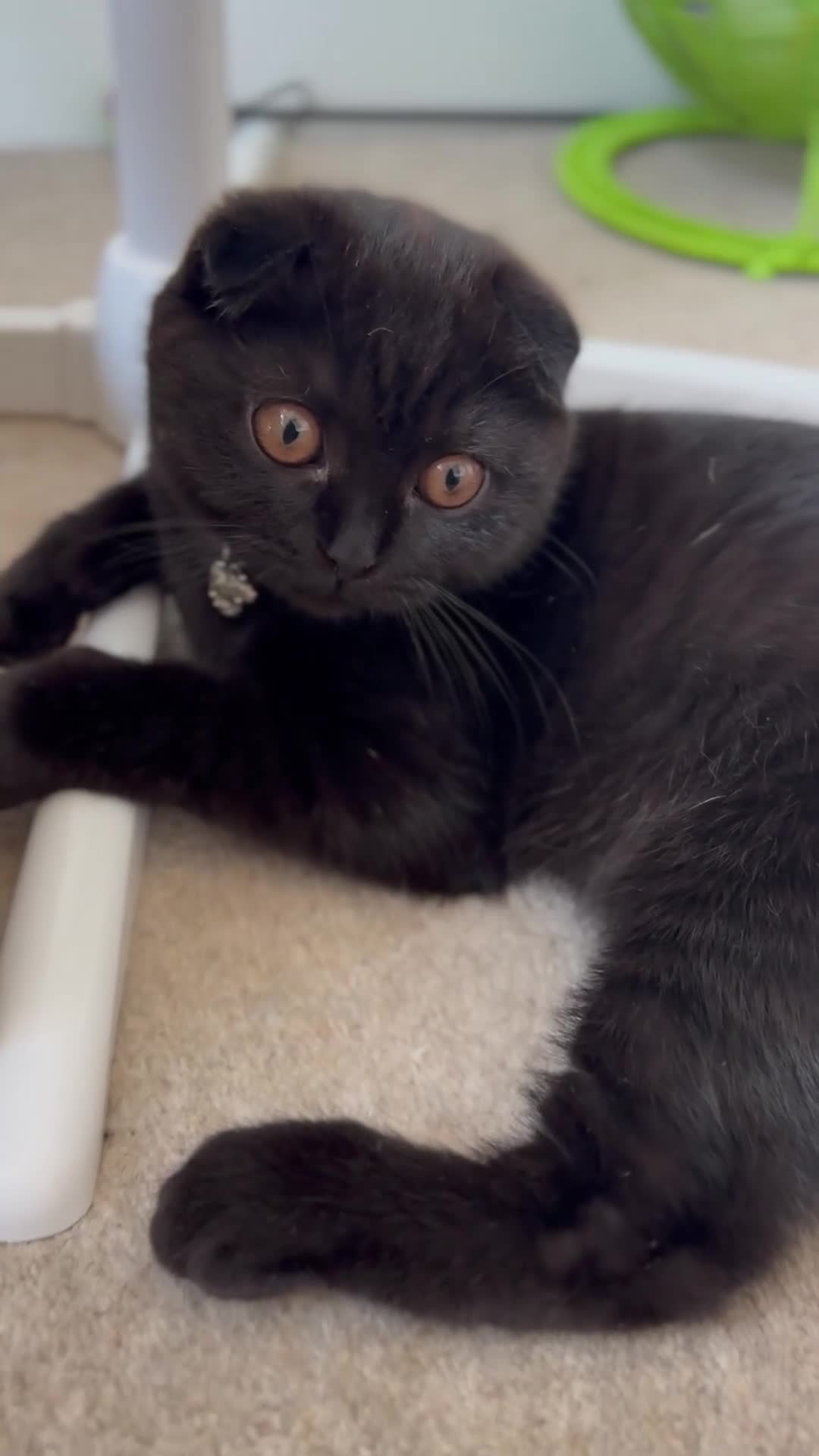 Scottish Fold cats for sale: Beautiful Scottish kitties are looking for a home  - Video 2