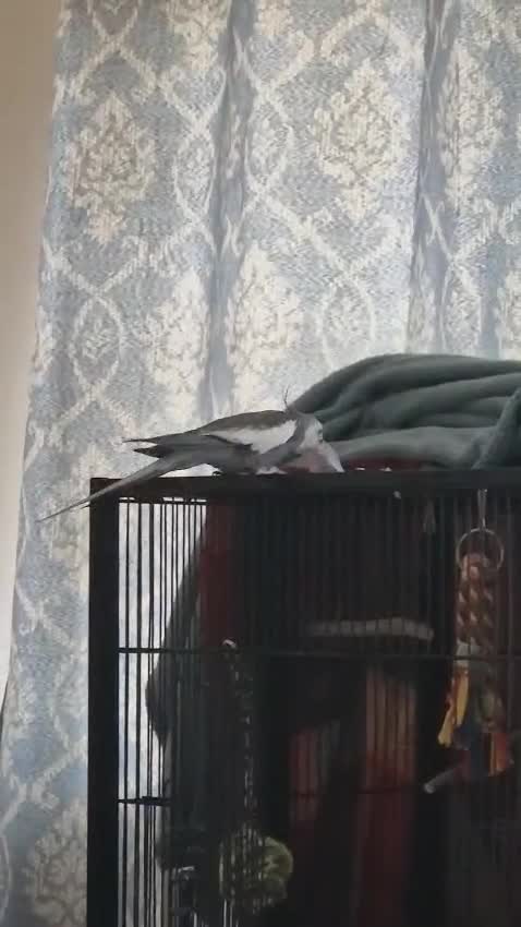 Cockatiels birds for sale: Two Cockatiels With Big Cage & Toys - Video 1