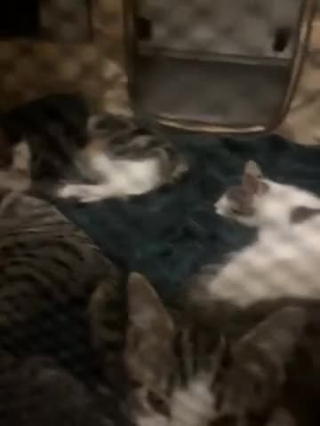 Aphrodite Giant cats for sale: Moose - Video 1