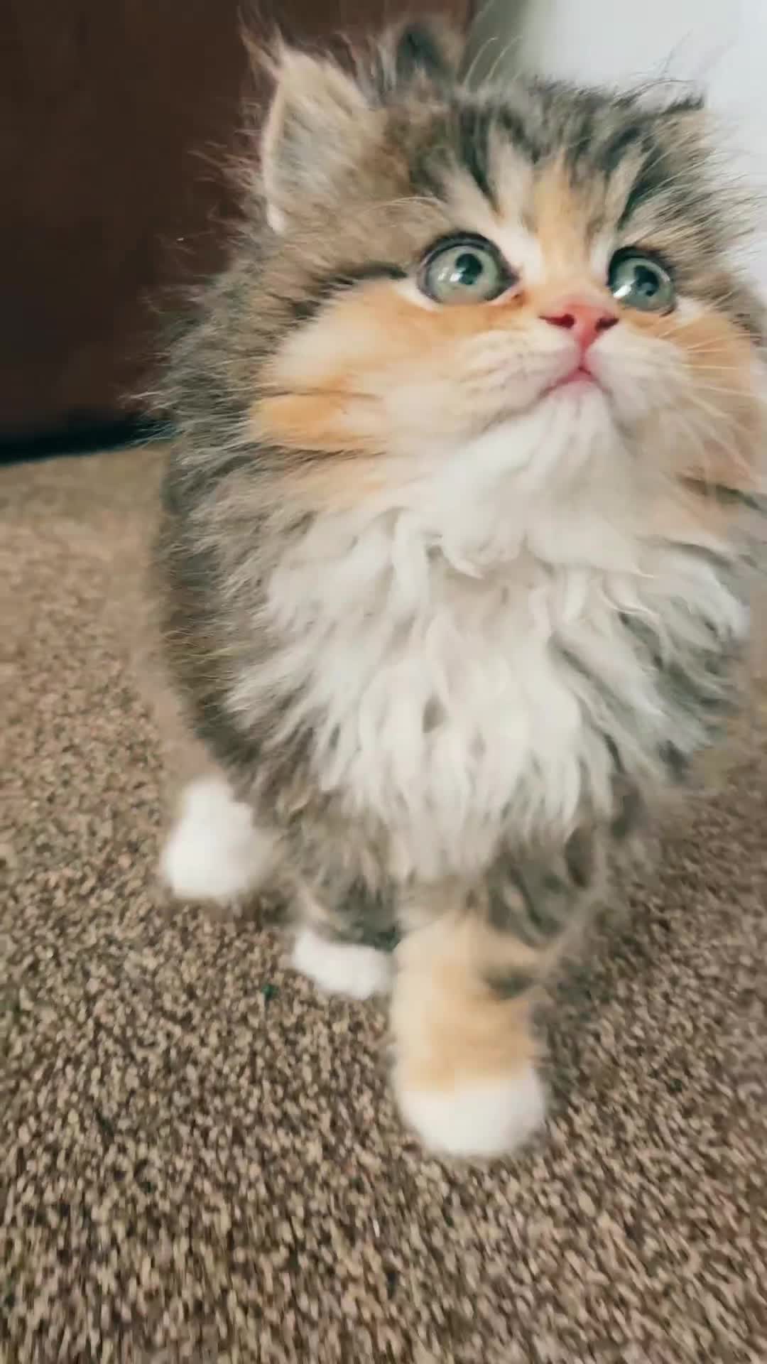 Persian cats for sale: Rare and Stunning Persian Girl  - Video 3