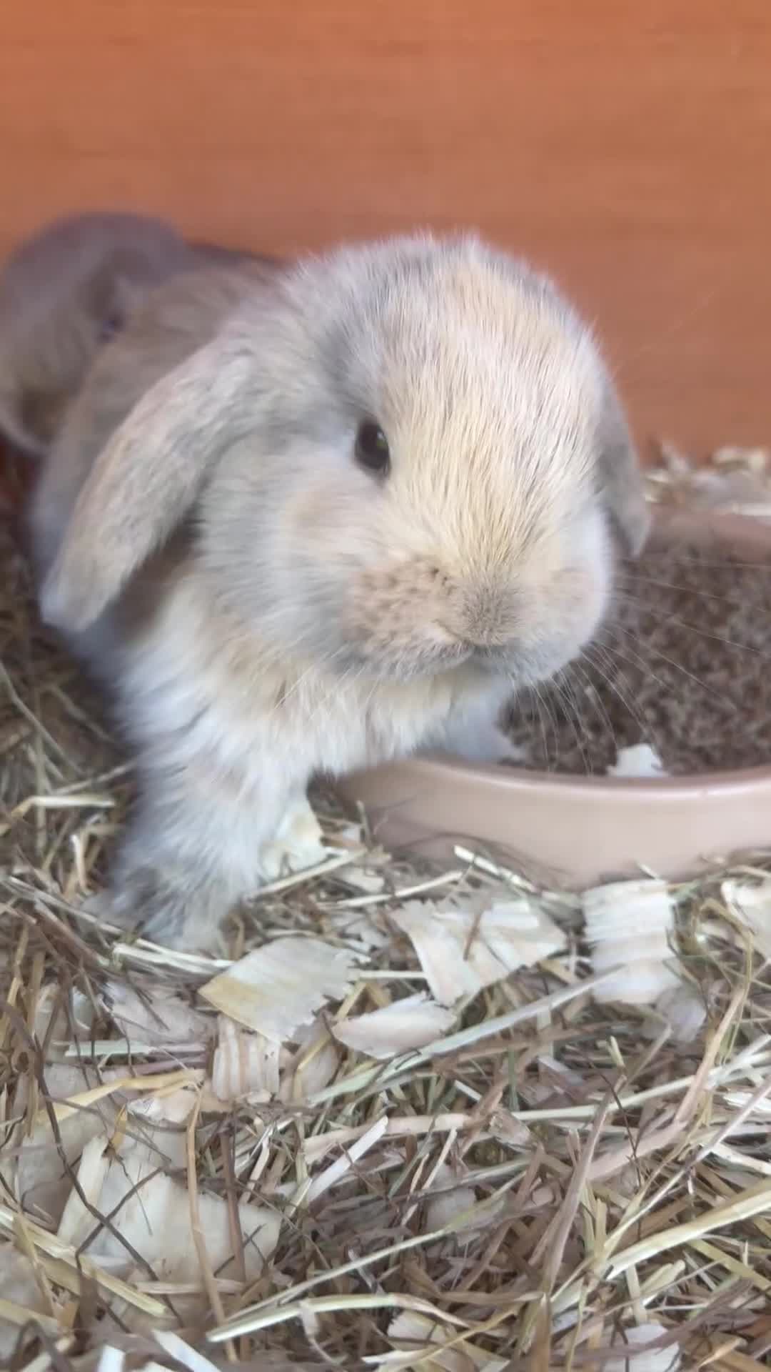 French Lop rabbits for sale: 💙cuddly pure bred French lop last Buck 💙 - Video 2