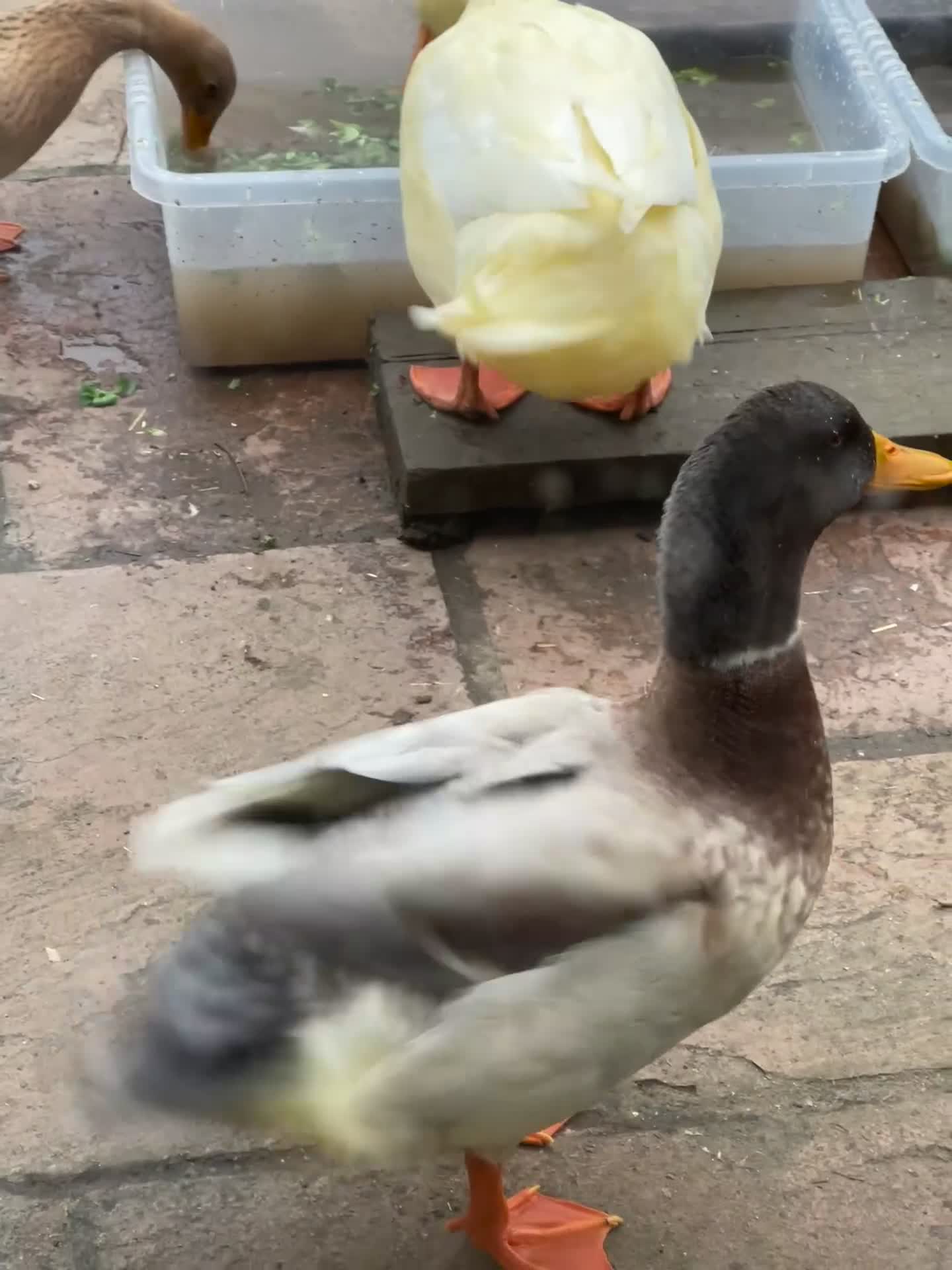 Ducks poultry for sale: Male Drake Duck For Sale  - Video 2