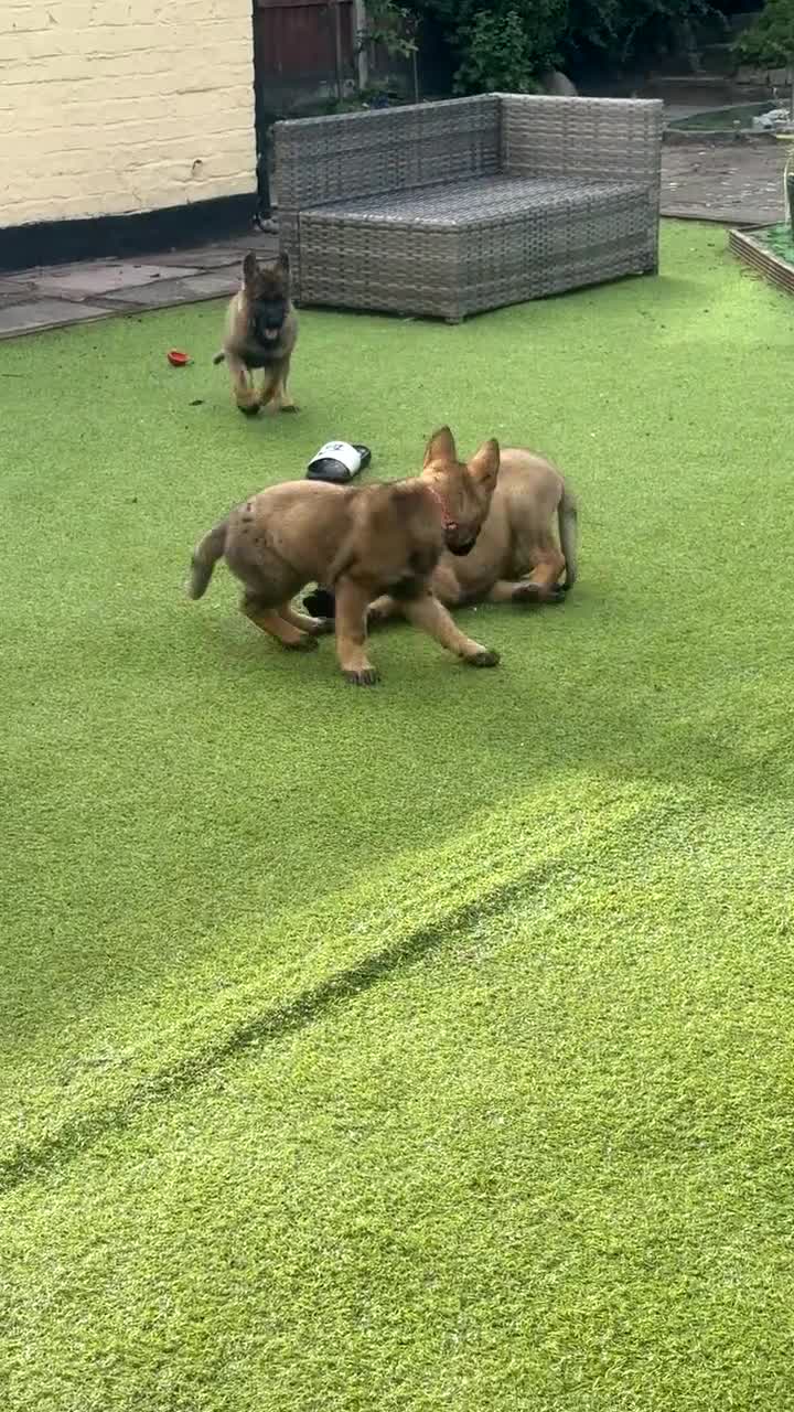 German Shepherd dogs for sale: 3 females German shepherd kc registered  - Video 1