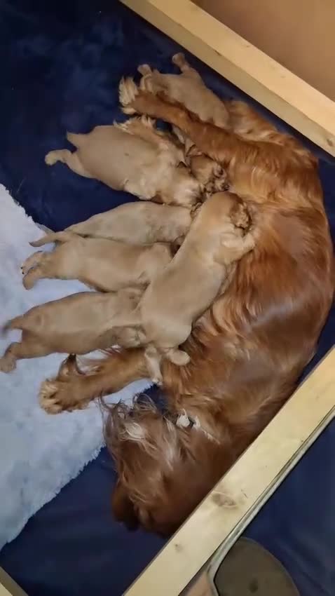 Cavalier King Charles Spaniel dogs for sale: Cavalier King Charles Spaniel puppies £1,600 in Poole - Video 1