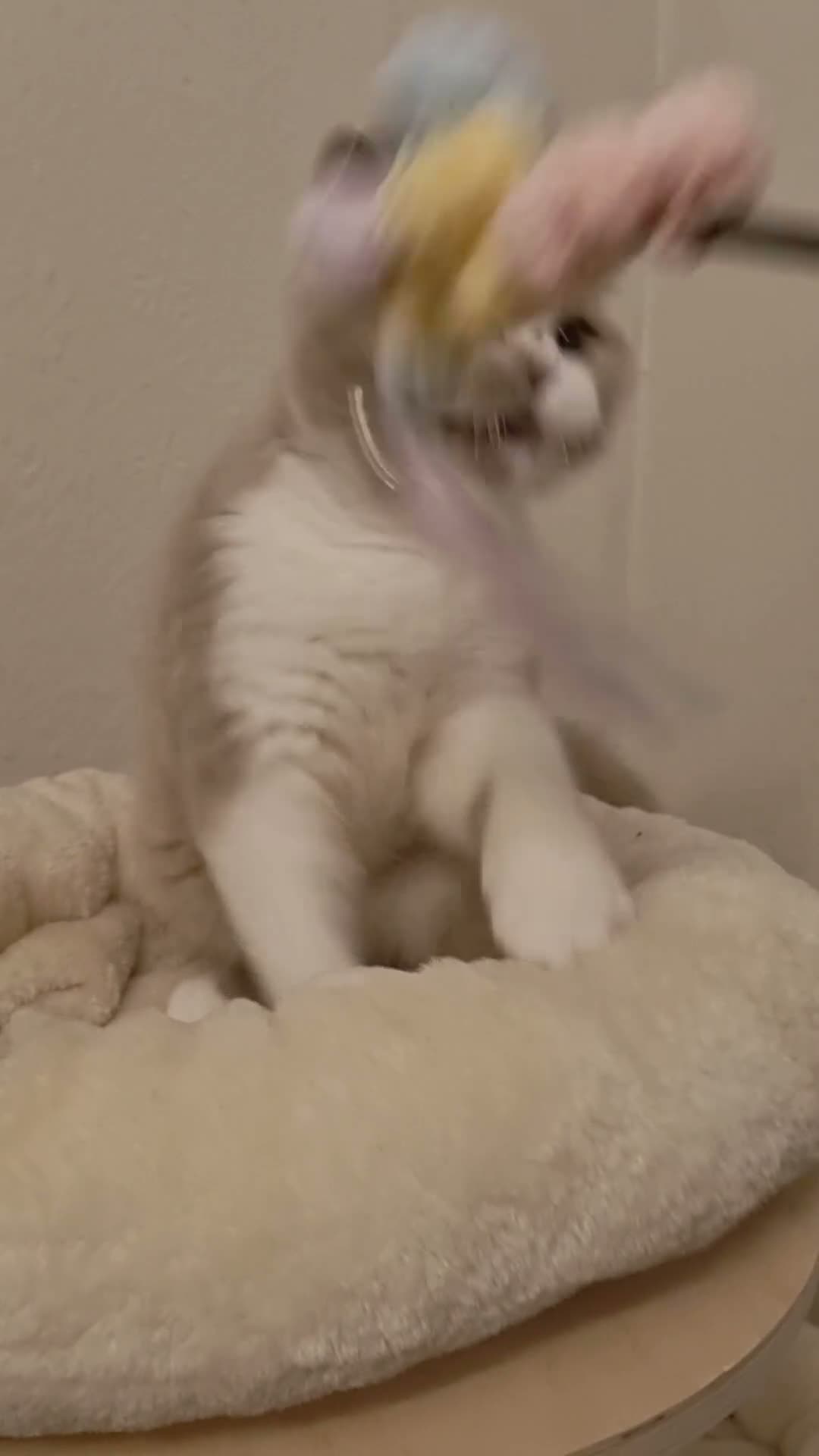 British Shorthair cats for sale: Fawn Bicolour Females - Spayed/Neutered - Video 2