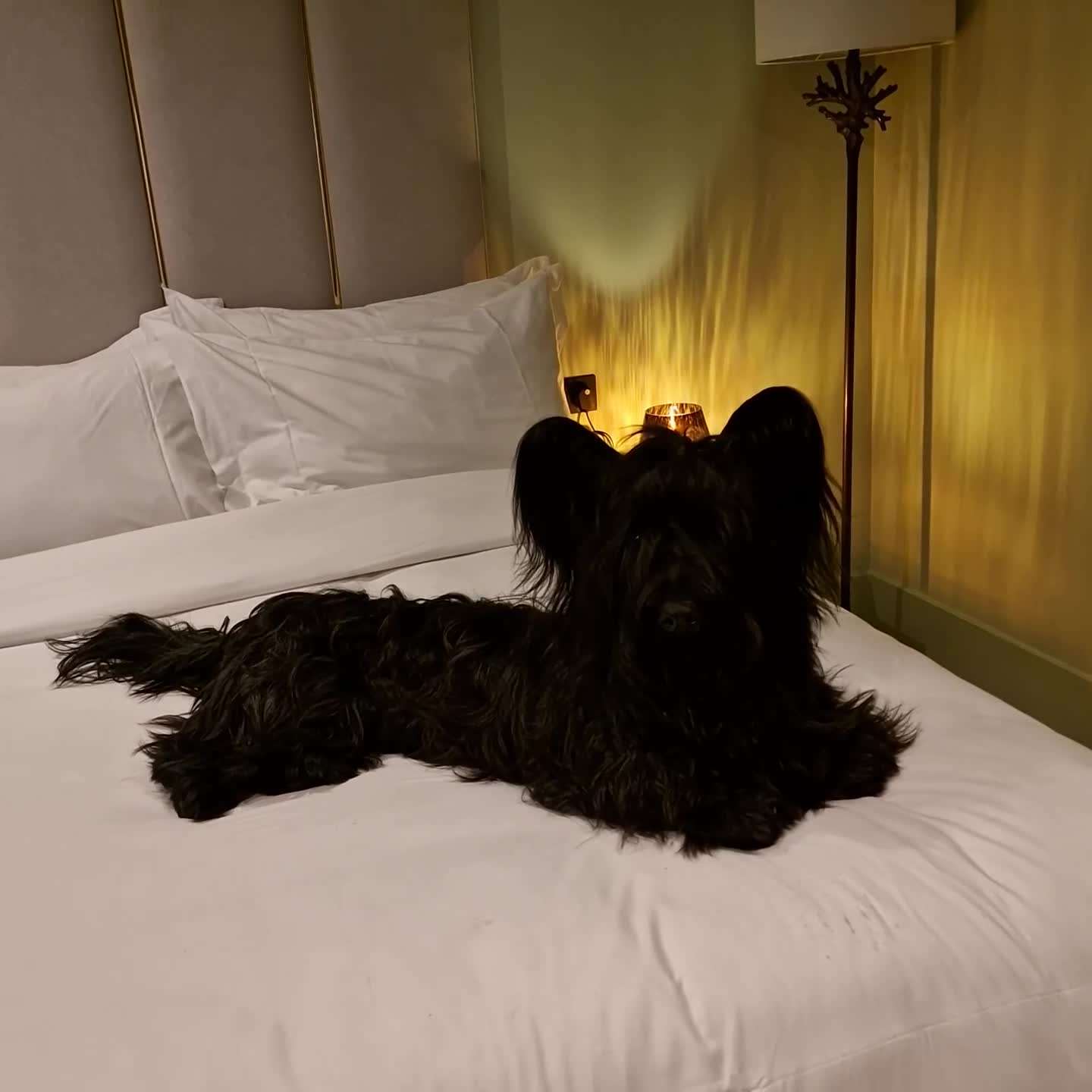 Skye Terrier dogs for sale: Male Skye Terrier. Fully vaccinated, microchipped in Birmingham - Video 2