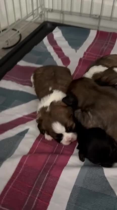 Mixed Breed dogs for sale: Shih Tzu x Maltese puppies  - Video 1
