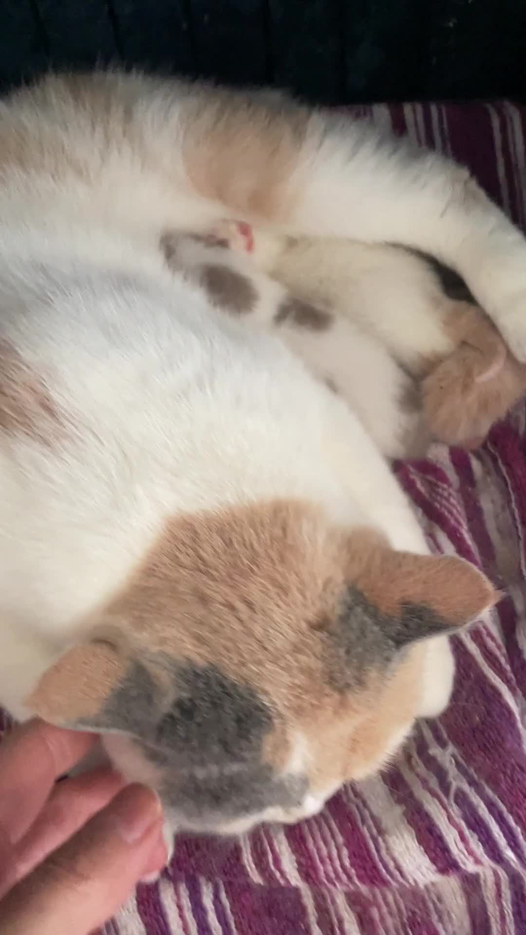 British Shorthair cats for stud: For stud only  in Manningtree - Video 1