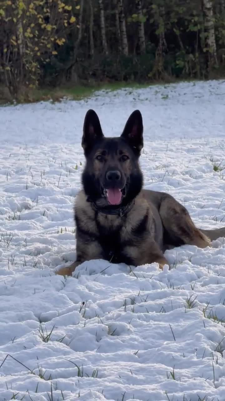 German Shepherd dogs for sale: Tyshunde memphis - Video 2