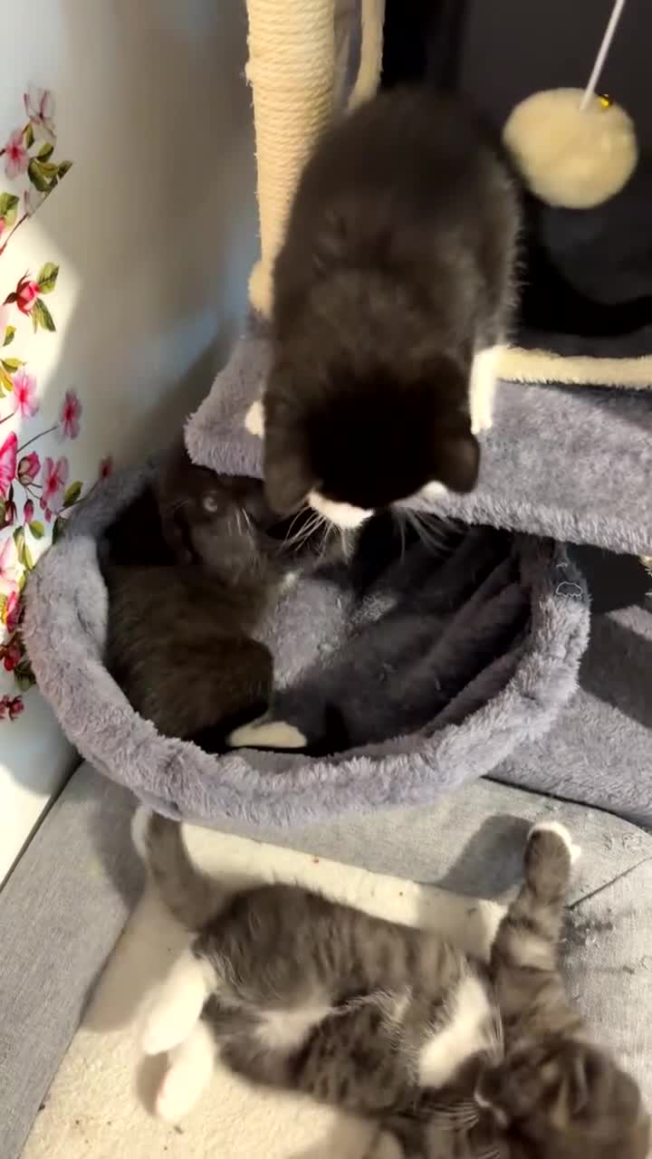 Mixed Breed cats for sale: Cute Scottish fold/ straight mixed breed kittens.  in Slough - Video 3