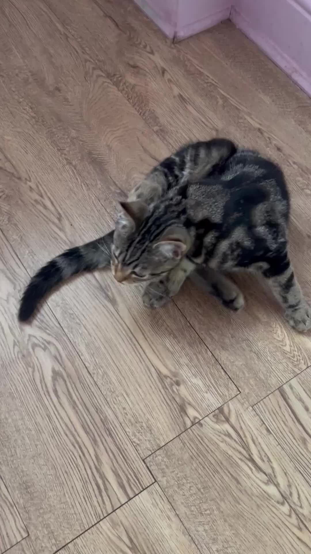 Mixed Breed cats for sale: 2 kittens ready to leave  - Video 1
