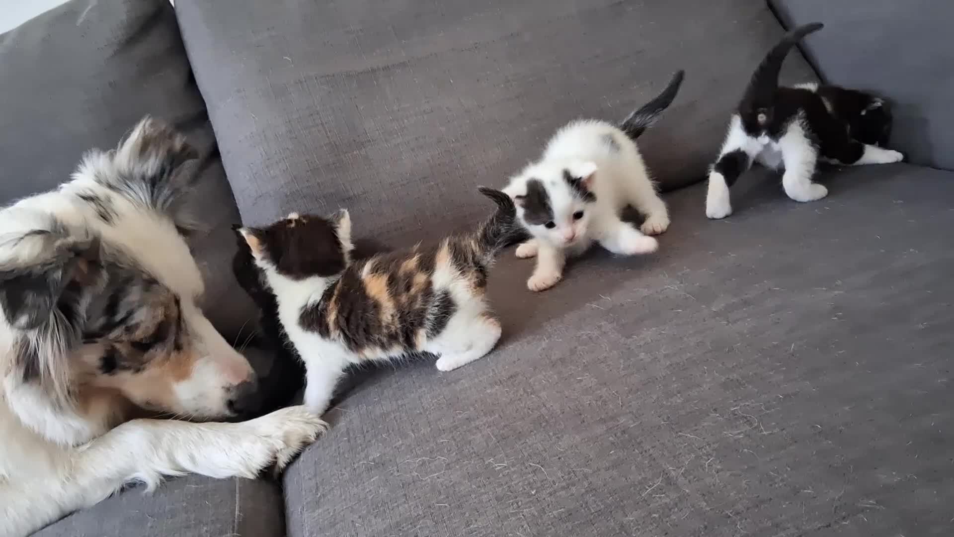 Maine Coon cats for sale: Fluffy Ragdoll x Maine Coon Kittens Available Soon - Video 1