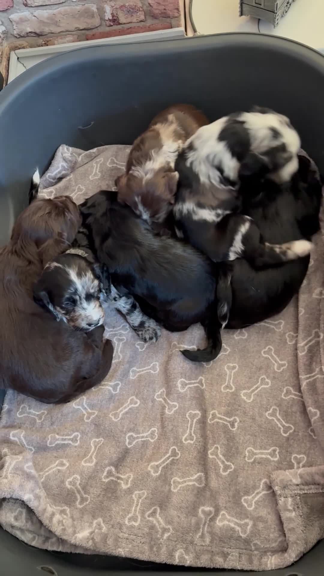 Cocker Spaniel dogs for sale: Beautiful cocker spaniels puppies  - Video 1