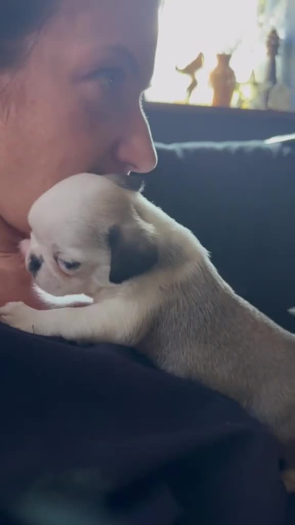 Pug dogs for sale: Beautiful and rare purebred puppies - Video 1