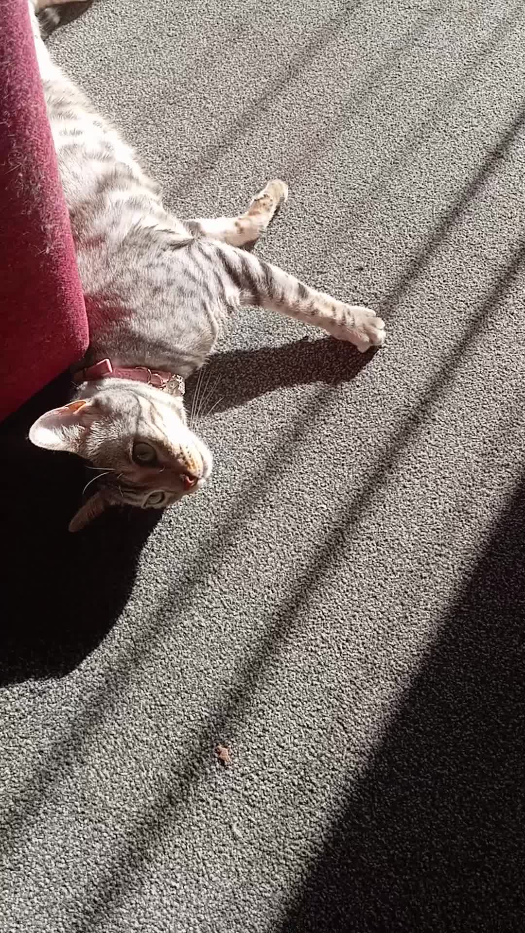 Bengal cats for sale: Silver spotted female Bengal cat  - Video 1