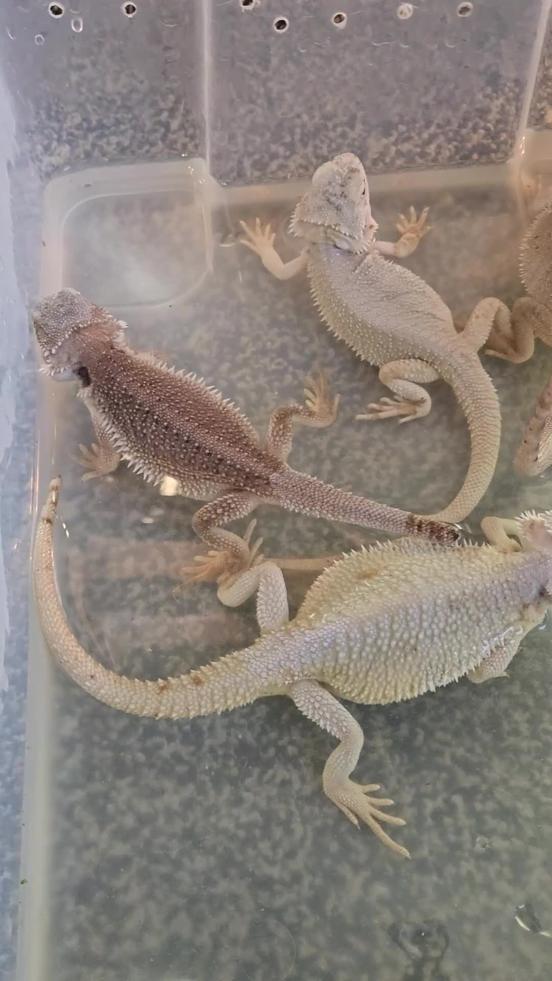 Bearded Dragon reptiles for sale: Variety of bearded dragon babies  - Video 1
