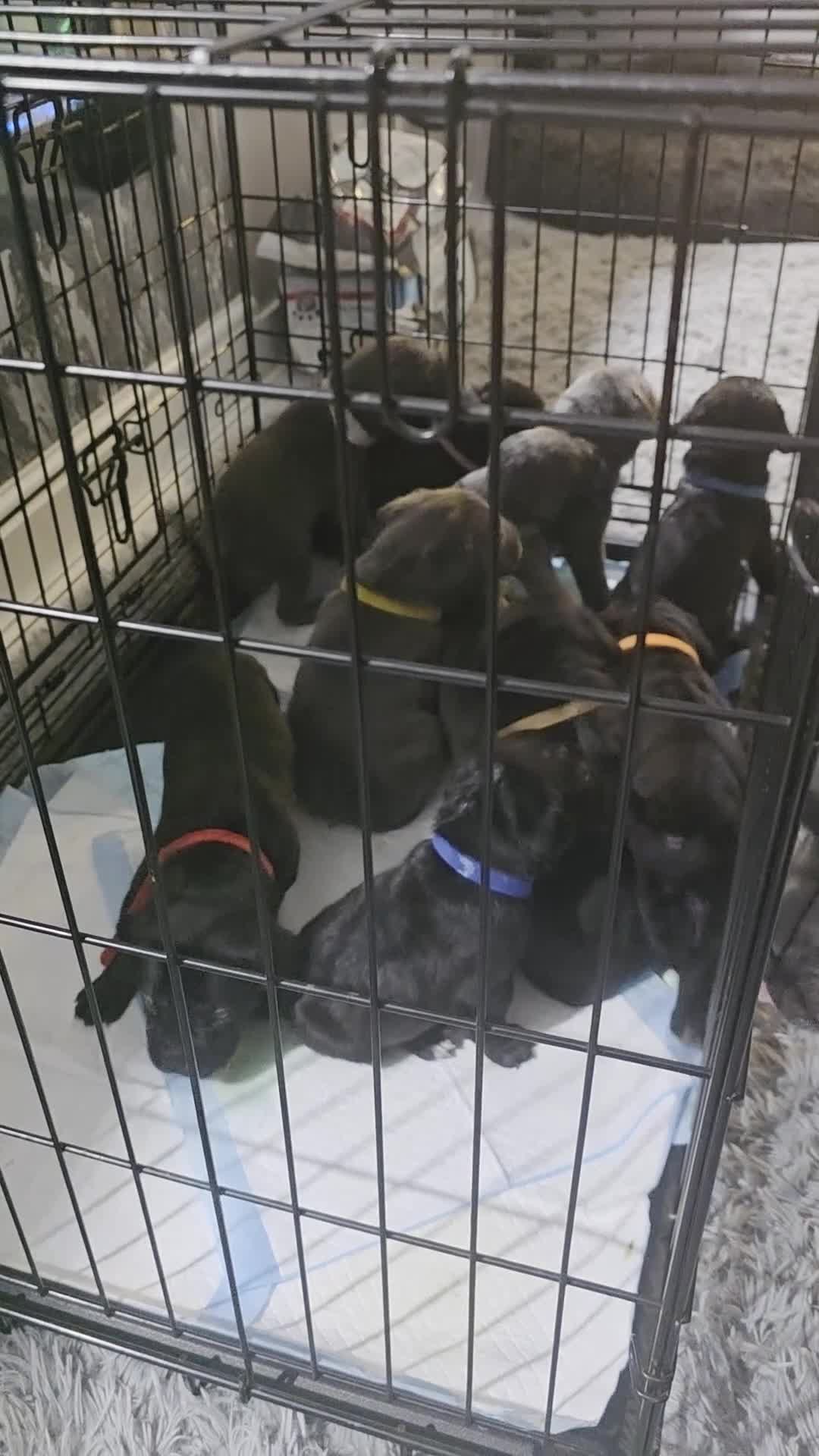 Cane Corso dogs for sale: Cane Corso puppies in Bromsgrove - Video 1