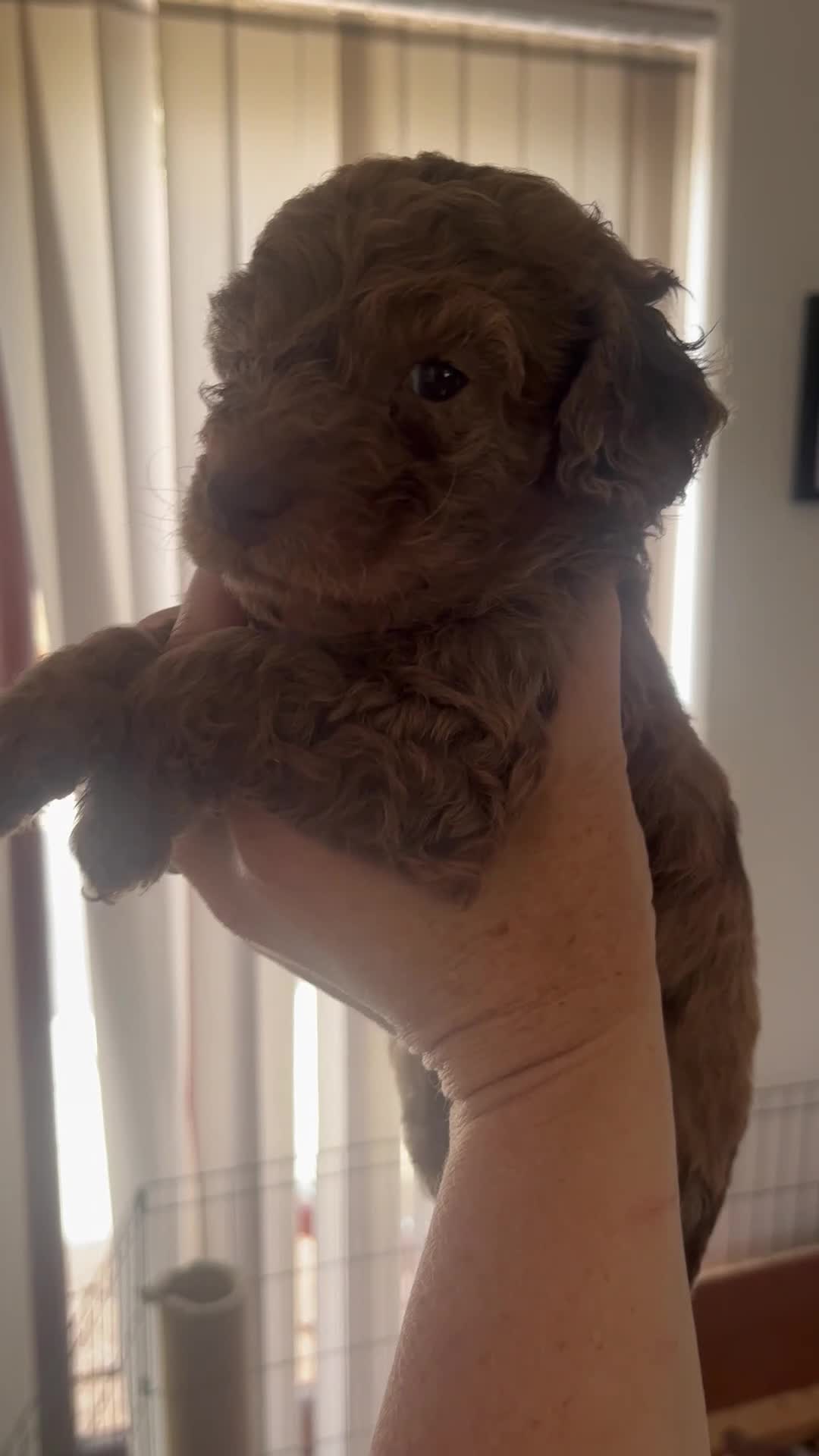 Cockapoo dogs for sale: F2 cockapoo litter  in Bolton - Video 3