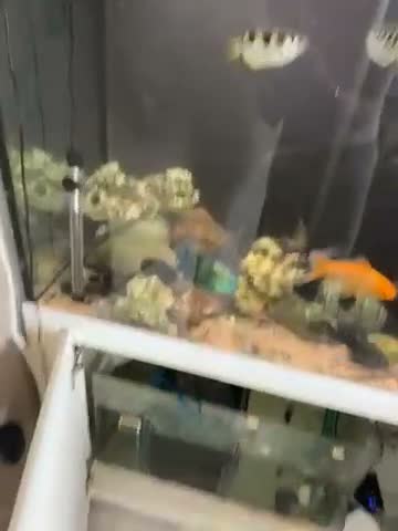 Cichlids fish for sale: 2 beautiful fish and tanks for sale  in Feltham - Video 2