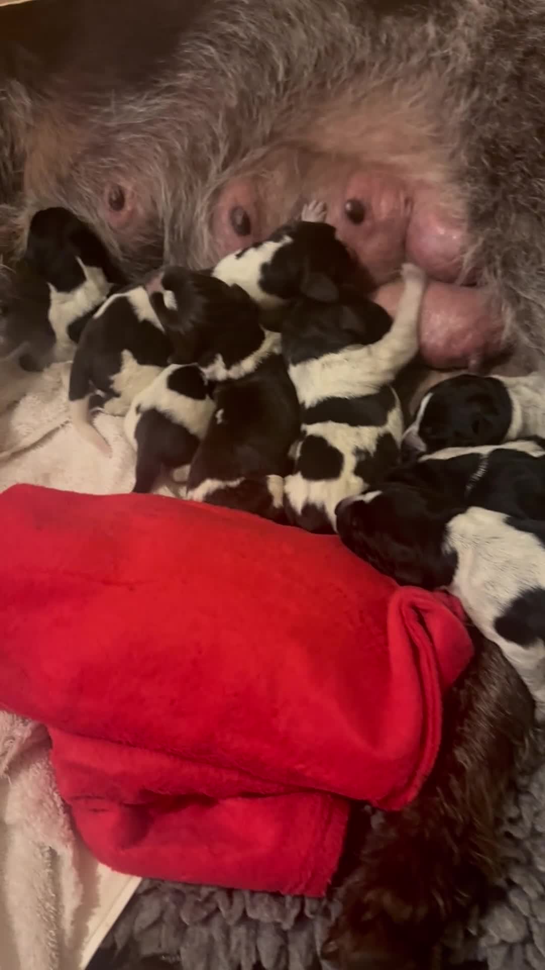 German Wirehaired Pointer dogs for sale: KC GWP Pups - Video 2