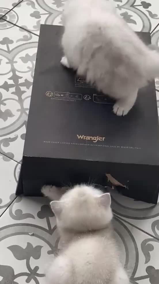 British Longhair cats for sale: SILVER CHINCHILLA GIRLS -HEALTH TESTED PARENTS - Video 2