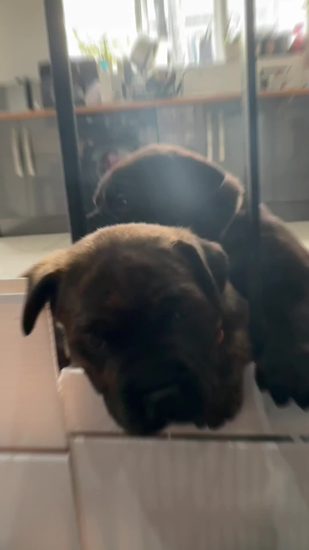 Cane Corso dogs for sale: Chunky Cane Corso Cross Pups – Ready Next Week! - Video 1