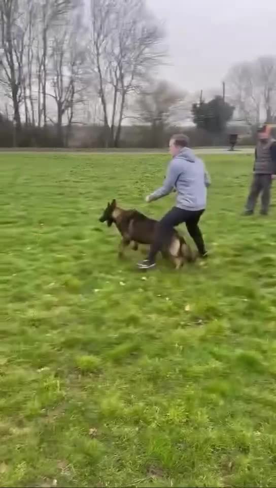 German Shepherd dogs for sale: Stunning kc male  - Video 1