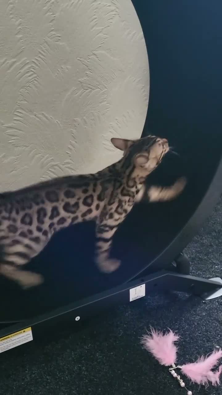 Bengal cats for sale: Bengal female kitten in Cradley Heath - Video 1