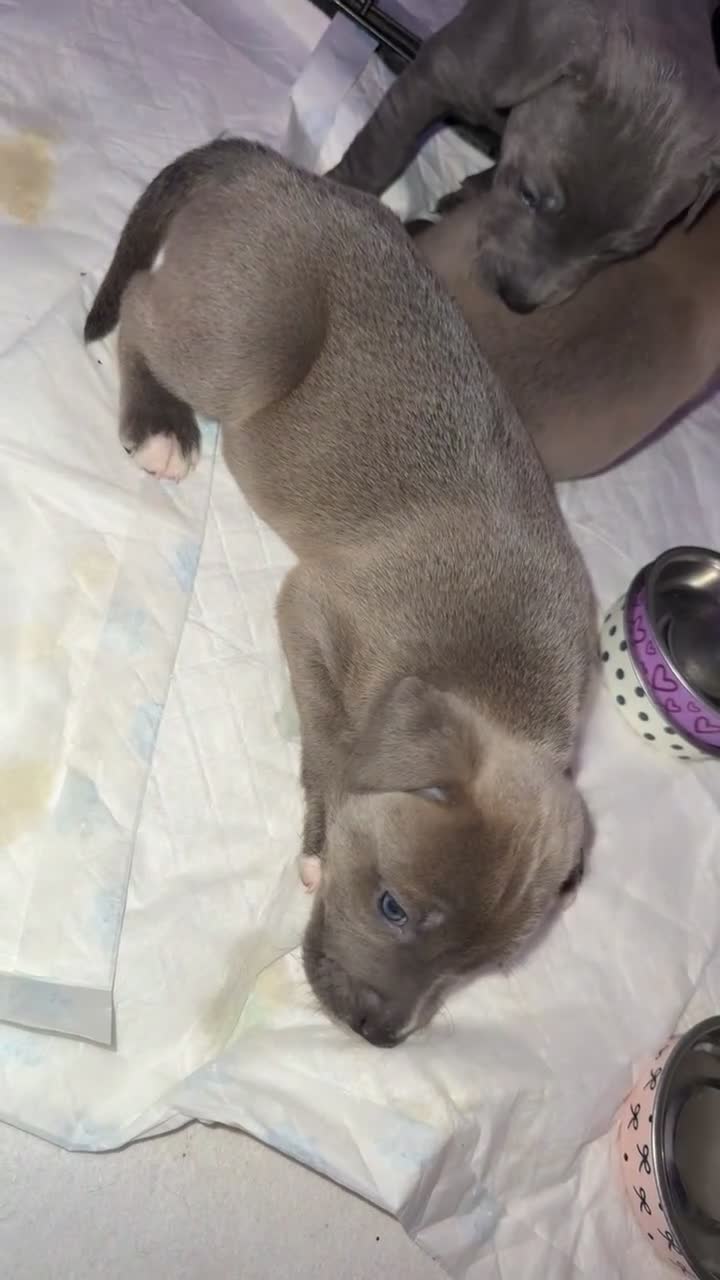 Mixed Breed dogs for sale: Six Beautiful Mix Husky/Italian Mastiff Puppies - Video 4