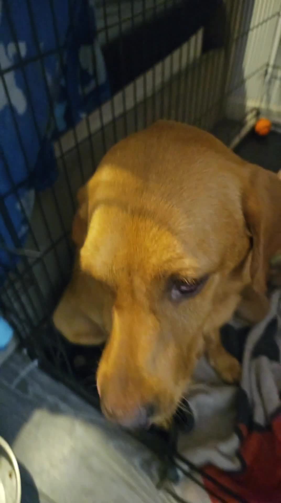 Labrador Retriever dogs for sale: Fox red kc labrador puppies - Video 1