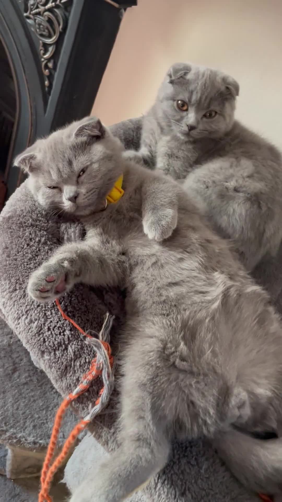 British Shorthair cats for sale:  Grey shorthair Kitten (male) in Epsom - Video 1