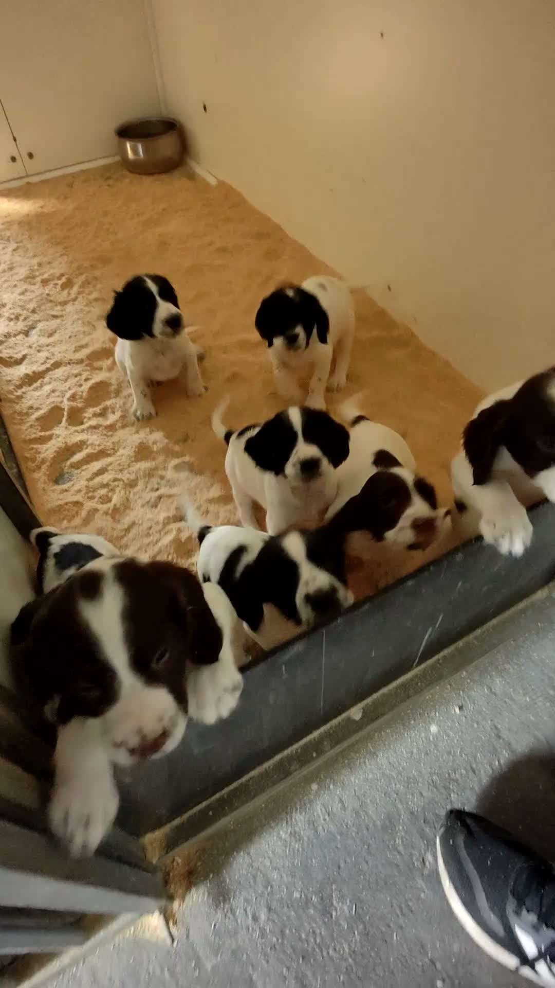 Sprocker dogs for sale: Beautiful Sprocker Puppies - Video 1