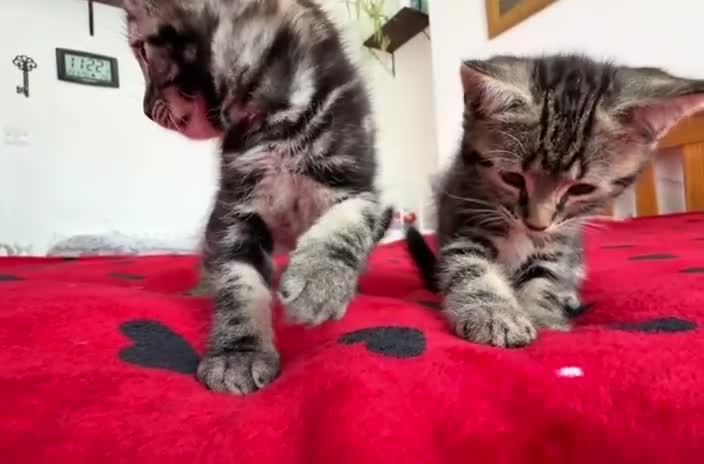 Mixed Breed cats for sale: Marble Bengal cross  - Video 2