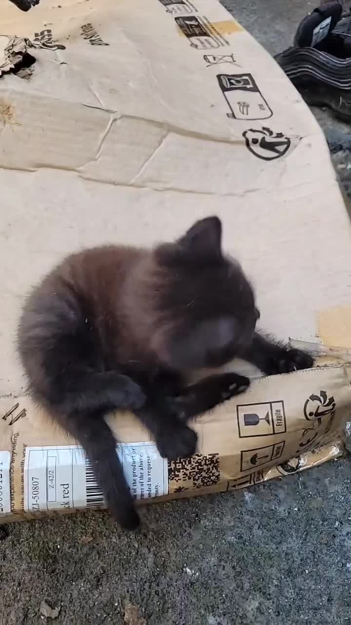 Mixed Breed cats for sale: Beautiful boy 8 weeks old - Video 2