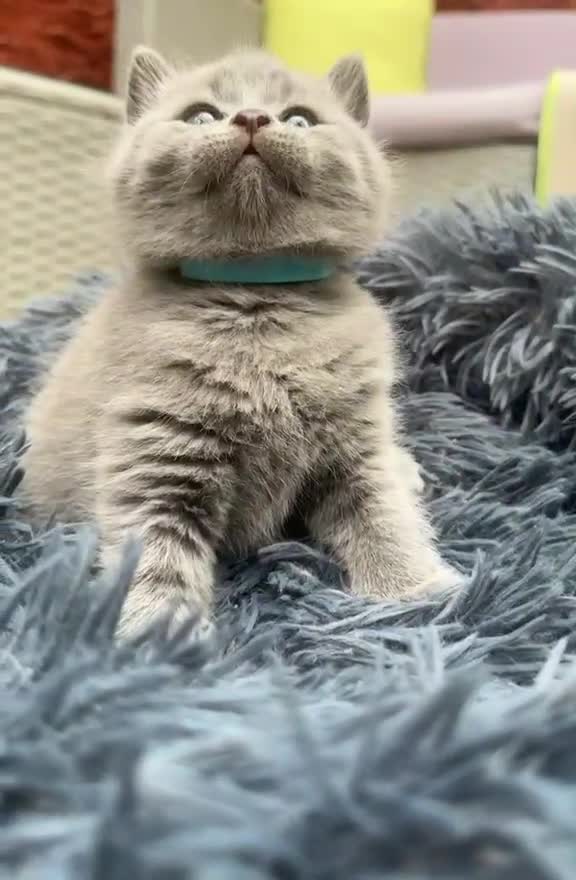British Shorthair cats for sale: British Short Blue Kittens  - Video 1