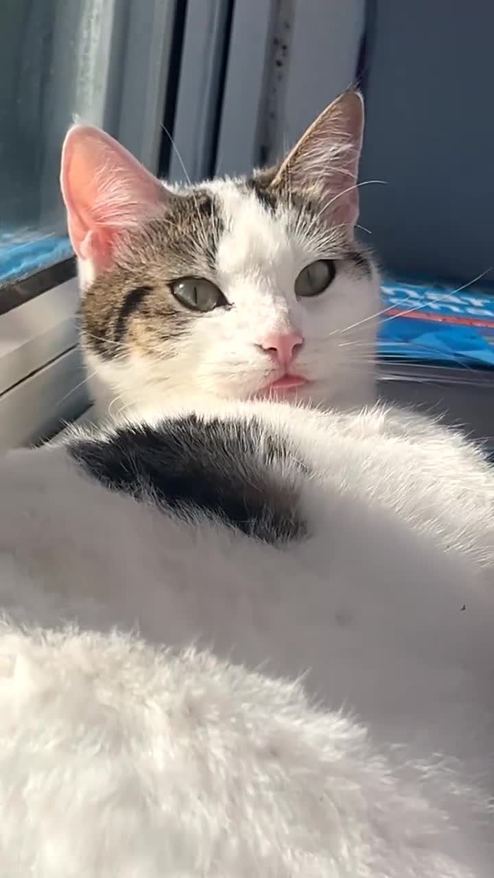 Mixed Breed cats for sale: 2 year old female cat looking for a forever home. in Birmingham - Video 2